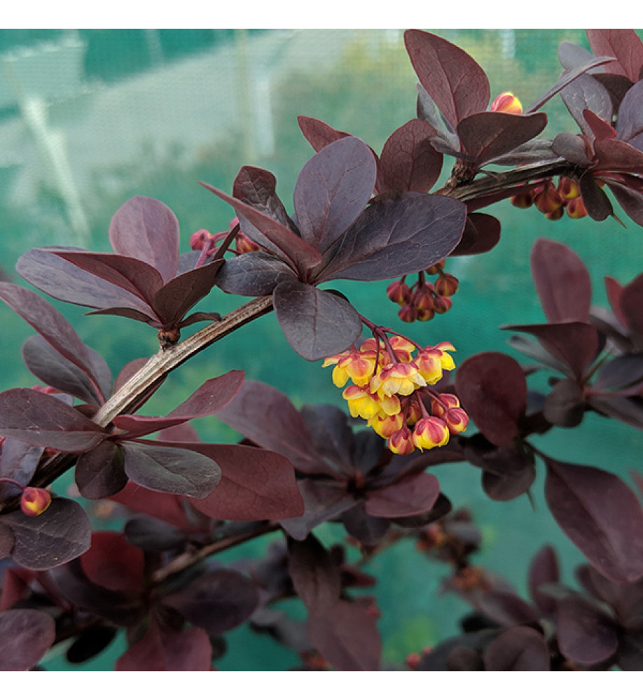 Berberis x ottawensis Superba (5lt)