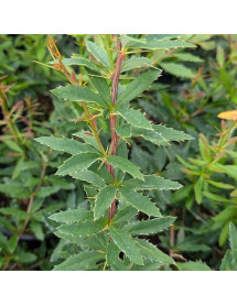 Berberis poiretii (3lt)