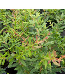 Berberis poiretii (3lt)