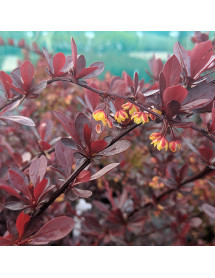 Berberis thunbergii atropurpurea Red Chief (5lt)