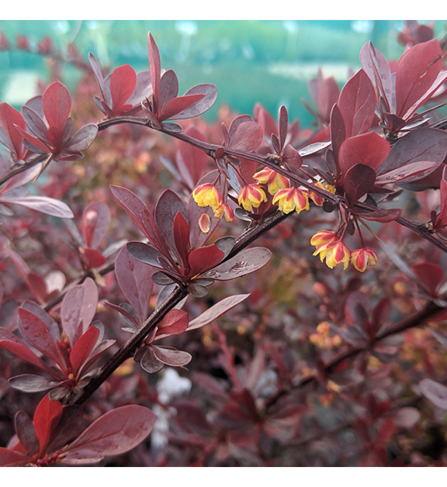 Berberis thunbergii atropurpurea Red Chief (5lt)