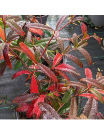 Berberis Sargentiana (7.5lt)