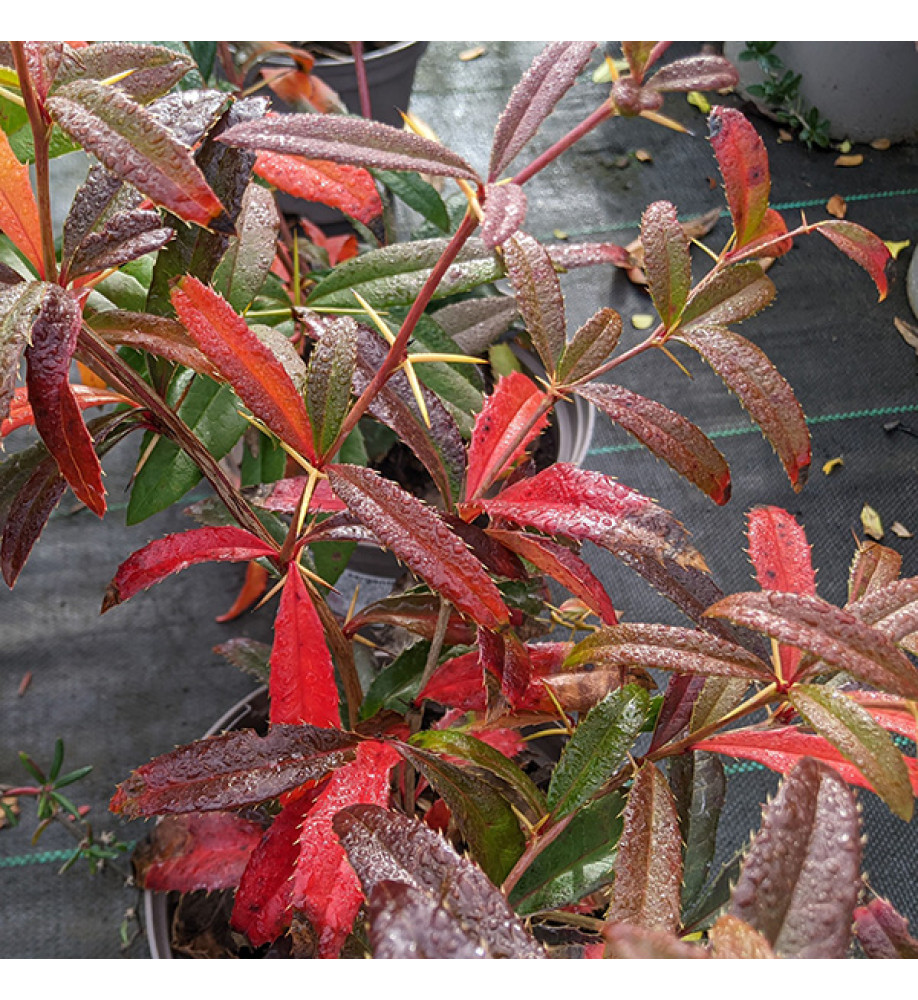 Berberis Sargentiana (7.5lt)