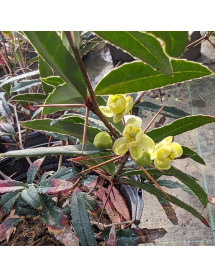 Berberis Sargentiana (7.5lt)
