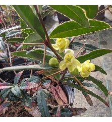 Berberis Sargentiana (7.5lt) Berberis Sargentiana (7.5lt)