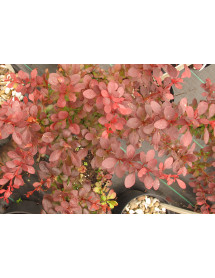Berberis thunbergii Atropurpurea (5lt)