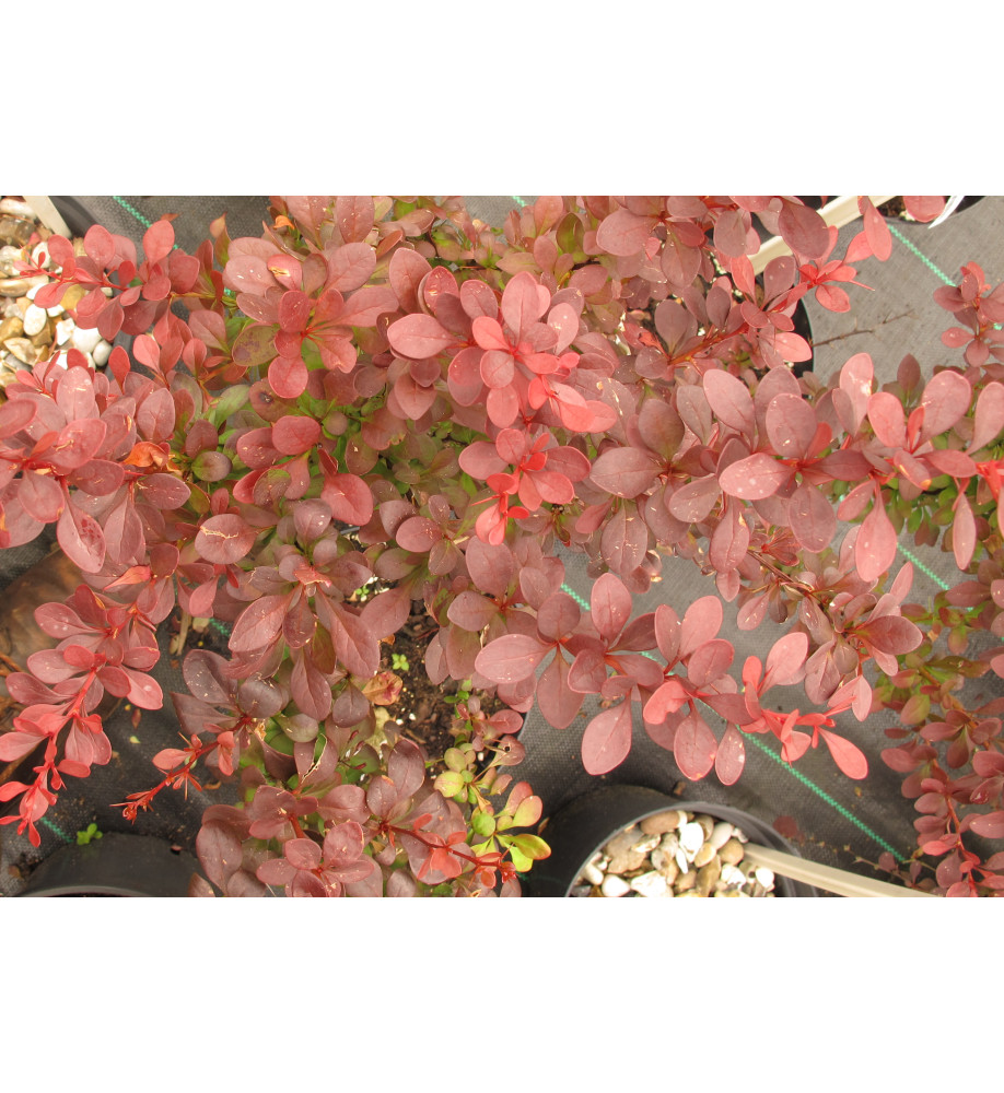 Berberis thunbergii Atropurpurea (5lt)