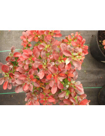Berberis thunbergii atropurpurea Bagatelle (5lt)