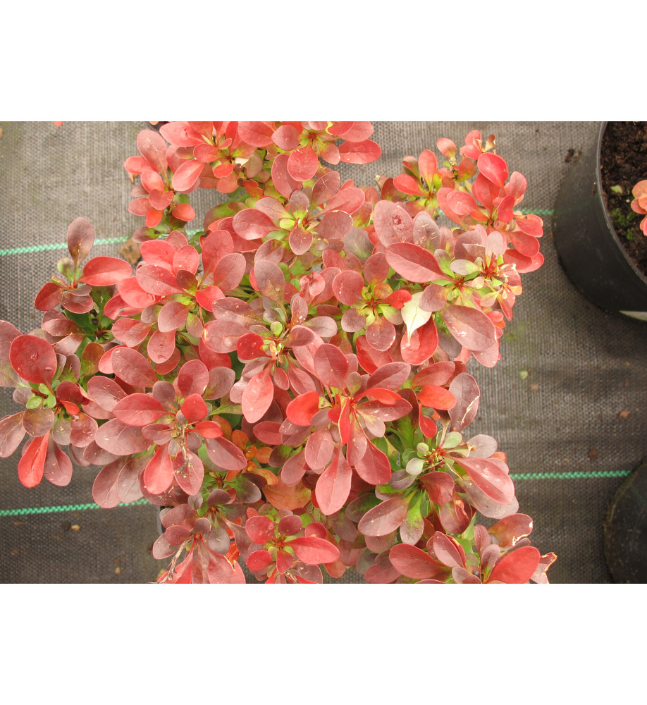 Berberis thunbergii atropurpurea Bagatelle (5lt)