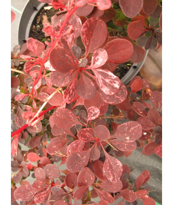 Berberis thunbergii atropurpurea Rose Glow (3lt)