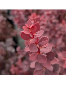 Berberis thunbergii Chocolate Summer (4.5lt)