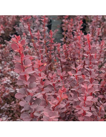 Berberis thunbergii Chocolate Summer (4.5lt)