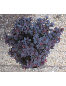 Berberis thunbergii Concorde (5lt)