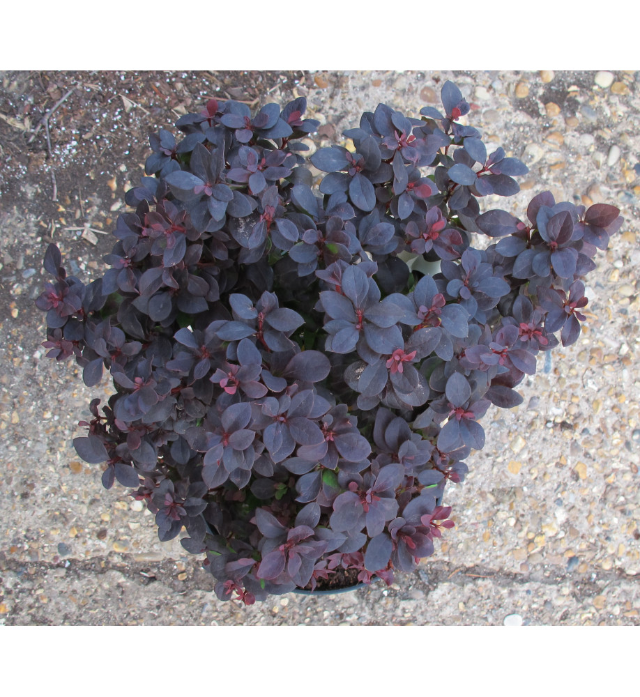 Berberis thunbergii Concorde (5lt)