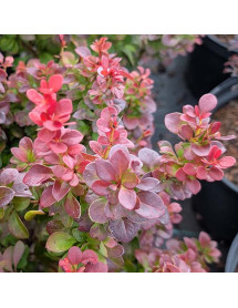 Berberis thunbergii Florence (4.5lt) Berberis thunbergii Florence (4.5lt)