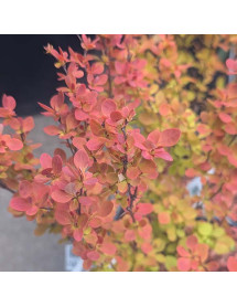 Berberis thunbergii Orange Ice (2lt)