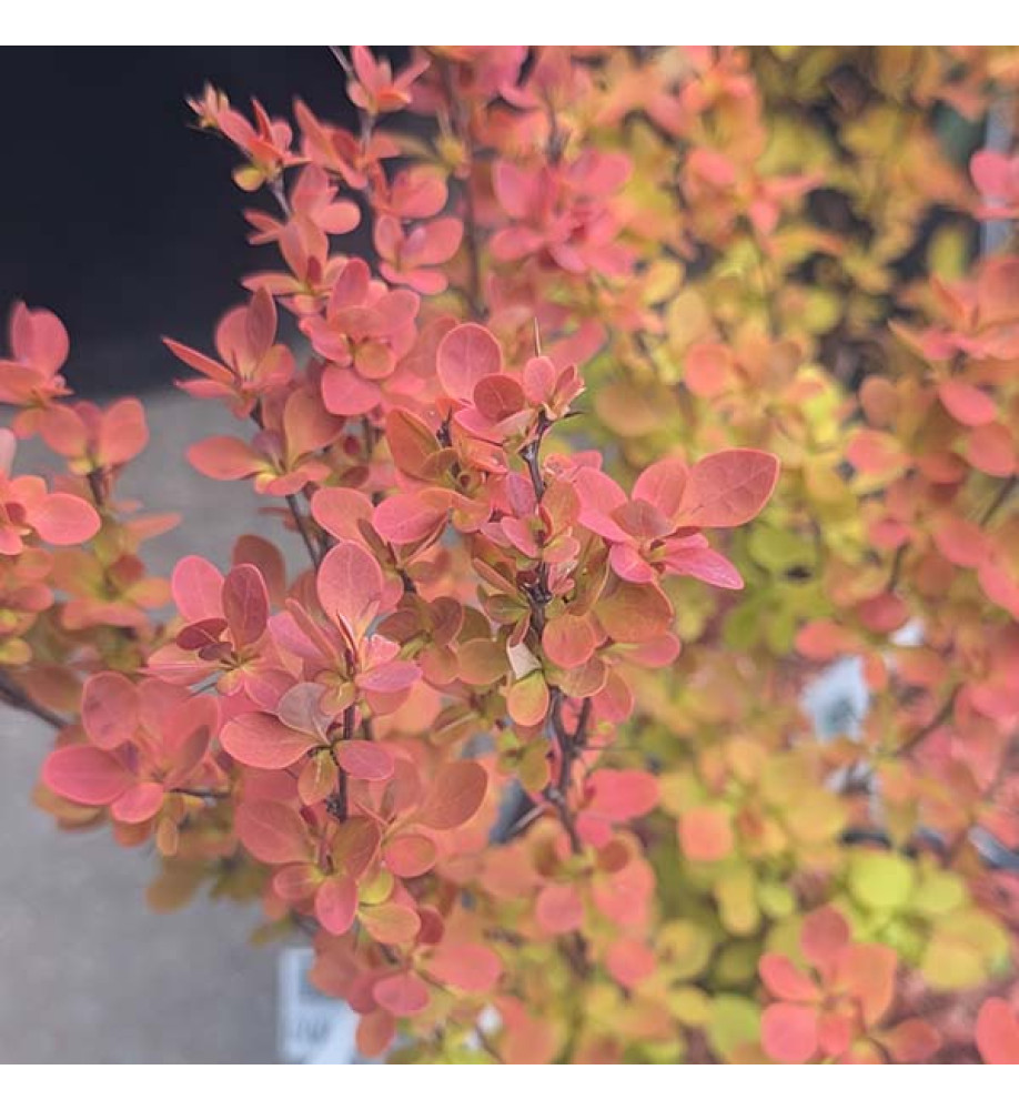 Berberis thunbergii Orange Ice (2lt)