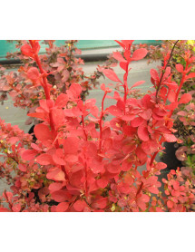 Berberis thunbergii Orange Rocket (3lt)