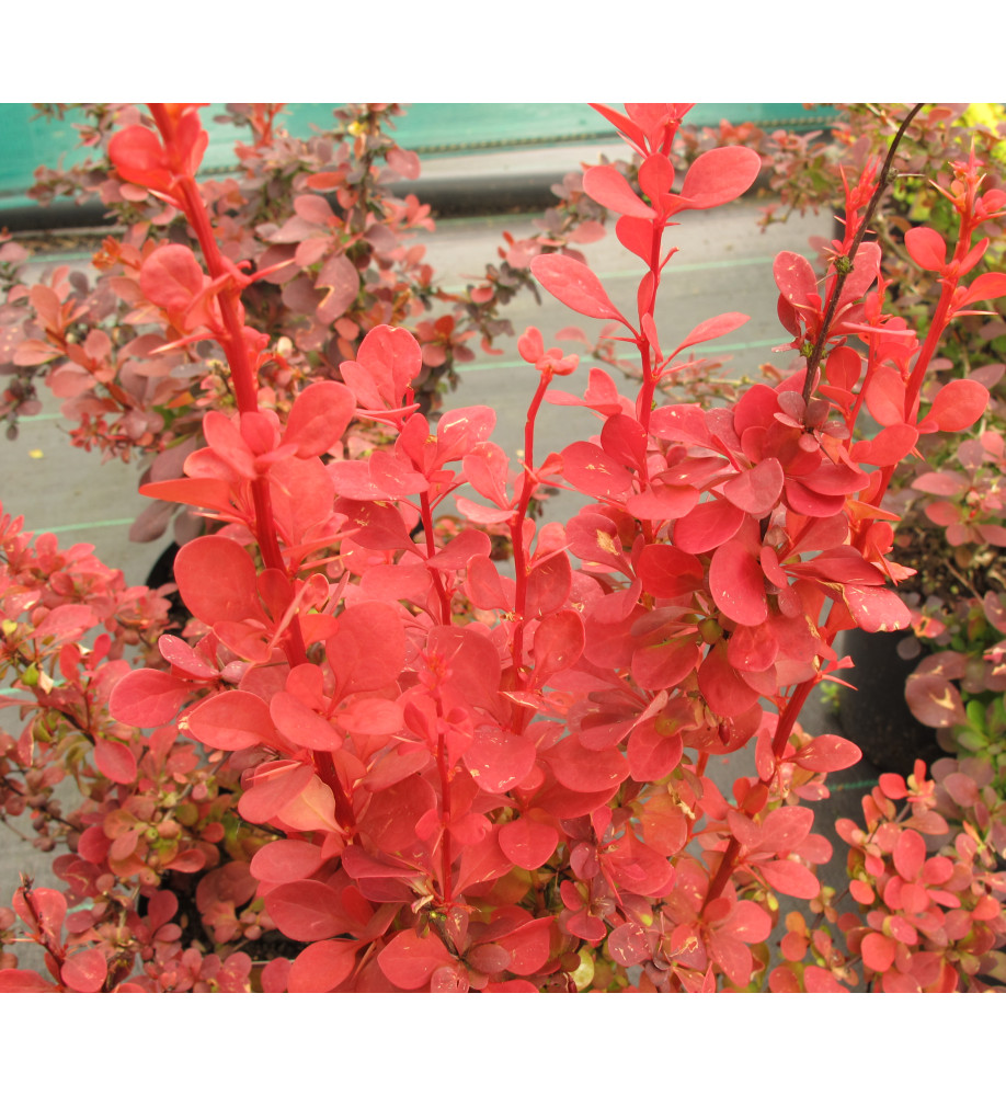 Berberis thunbergii Orange Rocket (3lt)