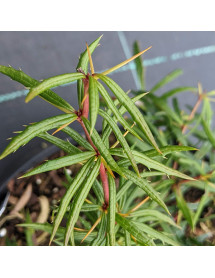 Berberis tricanthophora Cally Rose (2lt)