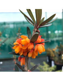 Berberis trigona Orange King (35lt airpot)