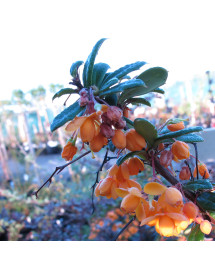 Berberis x lologensis stapehill (3lt) Berberis x lologensis stapehill (3lt)