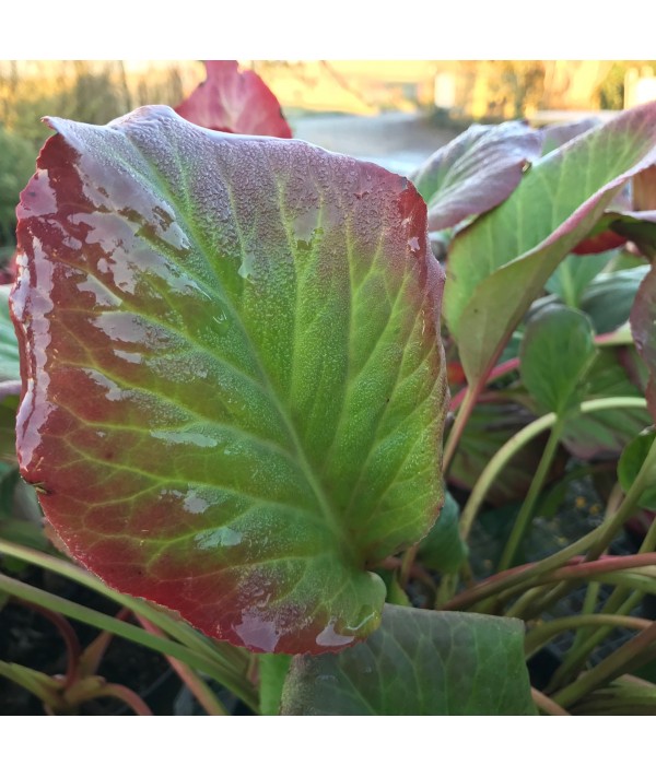 Bergenia cordifolia (5lt) Bergenia cordifolia (5lt)