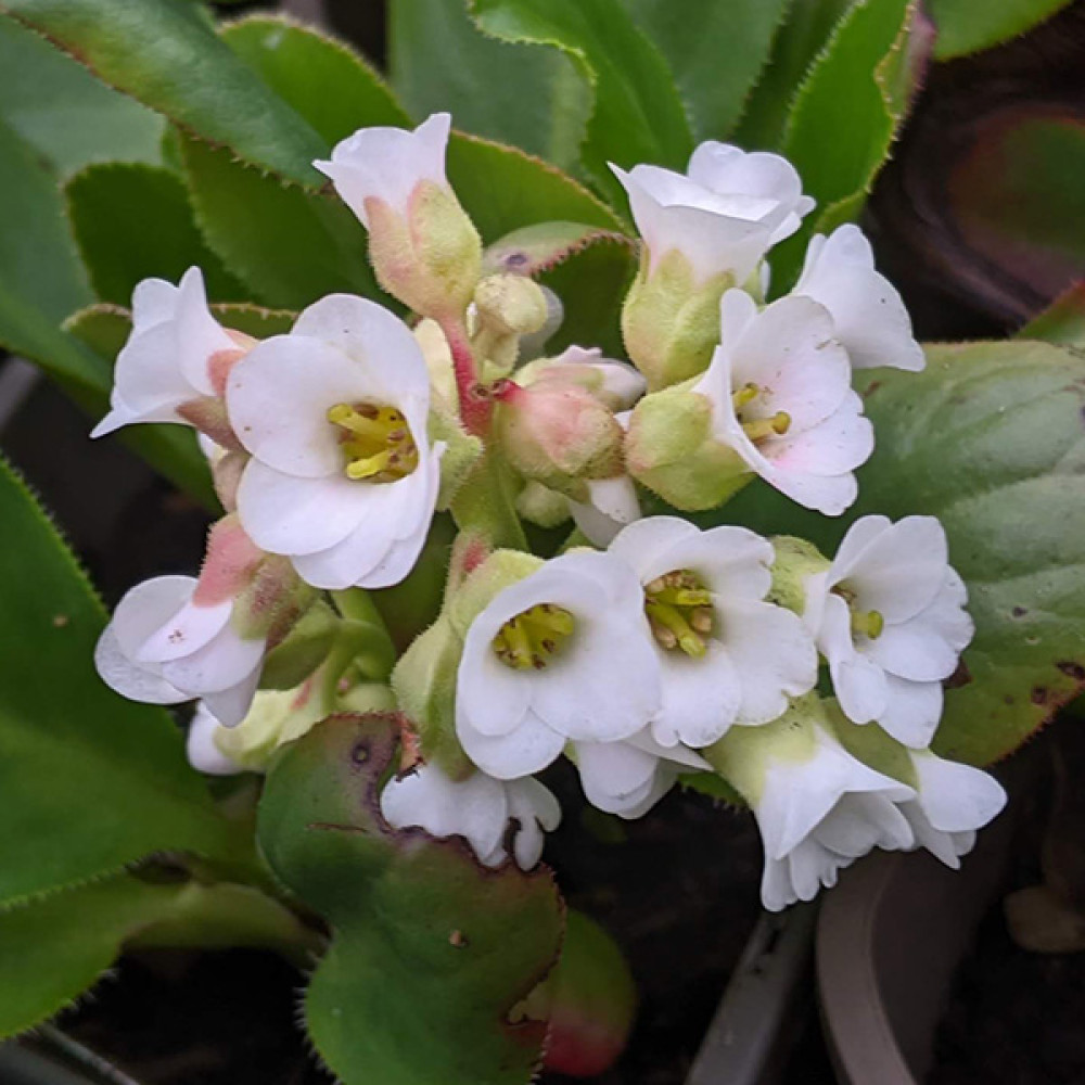 Bergenia Diamond Drops (1lt)