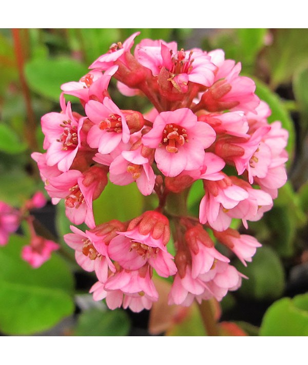 Bergenia Edens Magic Giant (1lt) Bergenia Edens Magic Giant (1lt)