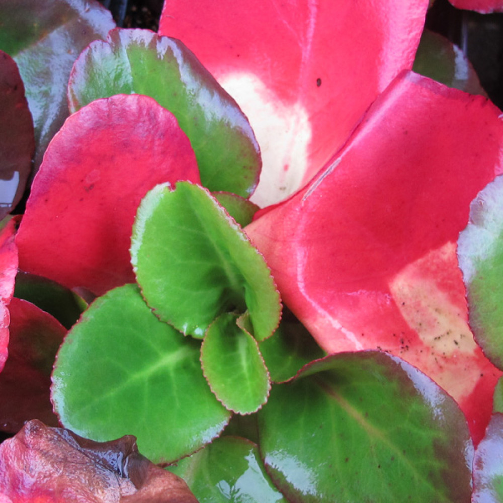 Bergenia Eroica (1lt)