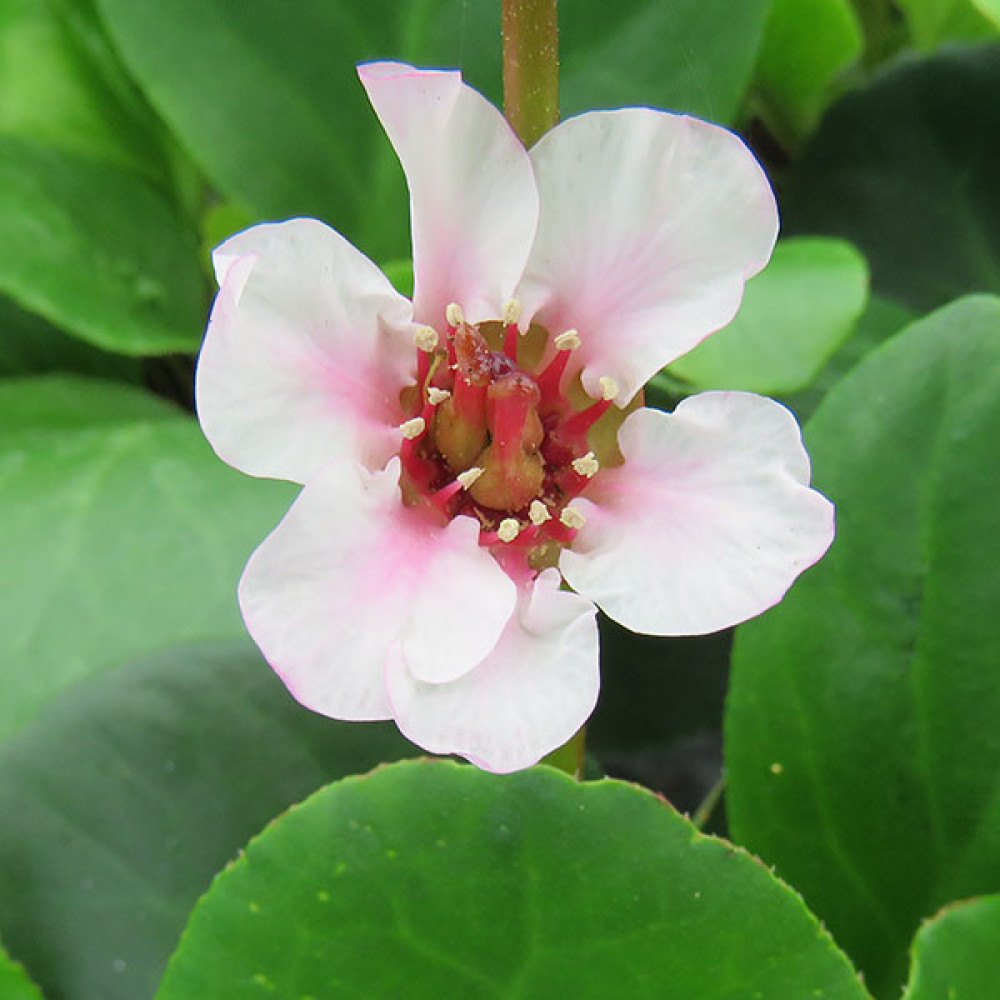 Bergenia Harzkristall (1lt)