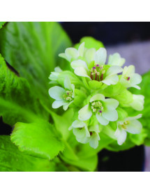 Bergenia Ice Queen (0.8lt) Bergenia Ice Queen (0.8lt)