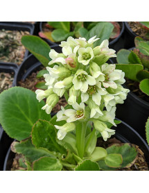 Bergenia Ice Queen (0.8lt)