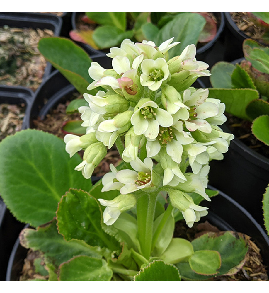 Bergenia Ice Queen (0.8lt)