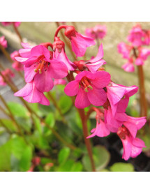 Bergenia Overture (1.5lt)