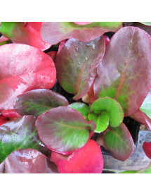 Bergenia Overture (1.5lt) Bergenia Overture (1.5lt)