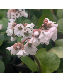 Bergenia Snow Crystal (1lt) Bergenia Snow Crystal (1lt)
