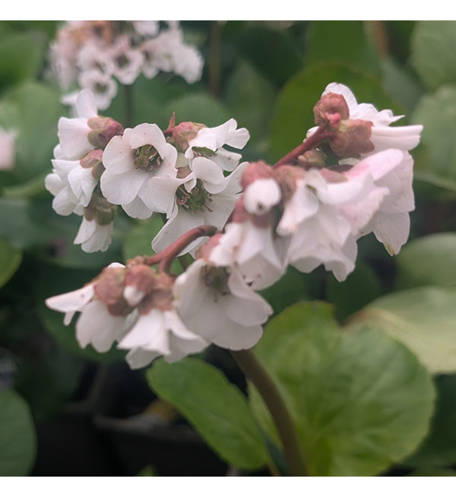 Bergenia Snow Crystal (1lt)