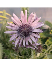 Berkheya purpurea (3lt)