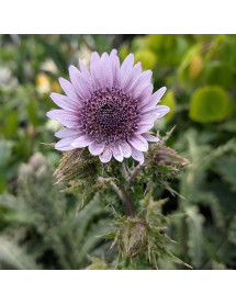 Berkheya purpurea (3lt)