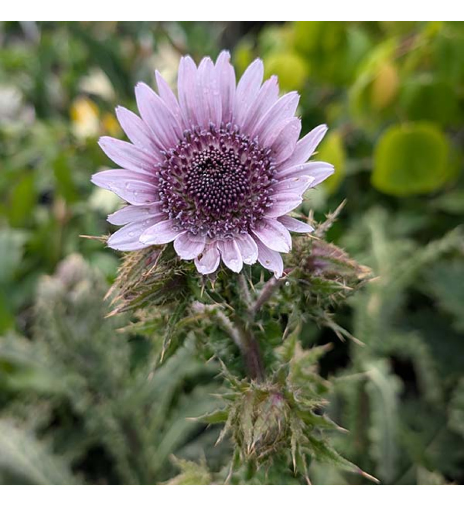 Berkheya purpurea (3lt)