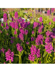 Betonica officinalis Hummelo (AKA. Stachys officinalis  Hummelo)(1lt)