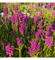 Betonica officinalis Hummelo (AKA. Stachys officinalis  Hummelo)(0.8lt)