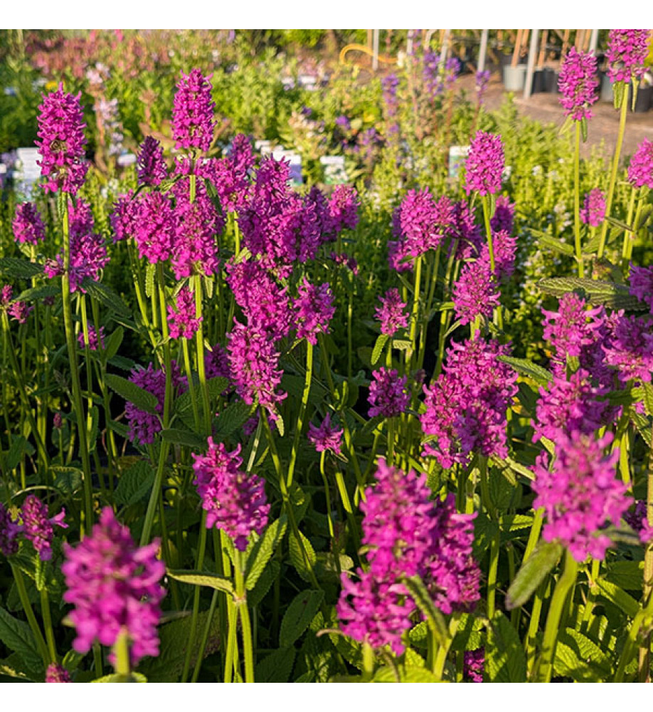 Betonica officinalis Hummelo (AKA. Stachys officinalis  Hummelo)(1lt)