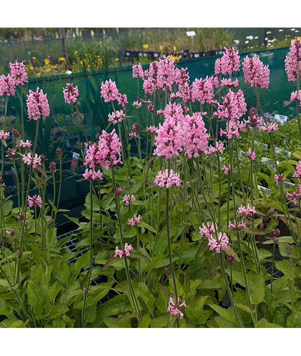 Betonica officinalis Pink Cotton Candy (AKA. Stachys Pink Cotton Candy)(1lt)