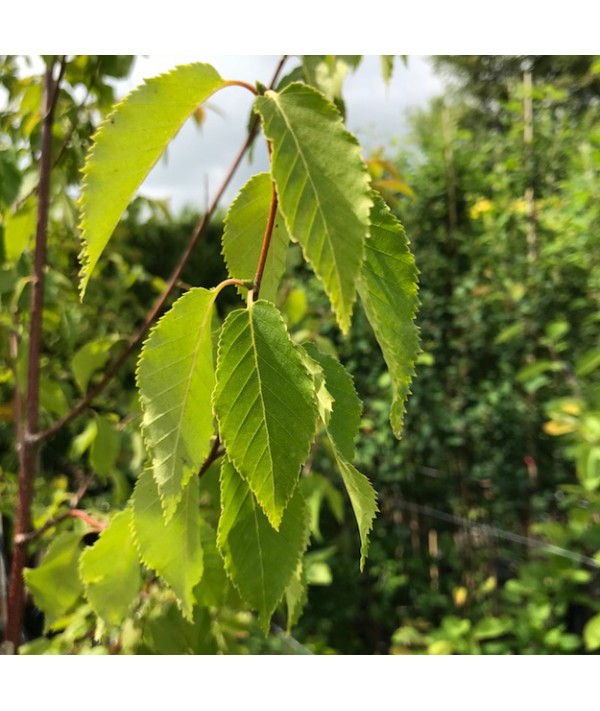 Betula albosinensis septentrionalis (12lt)