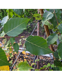Betula utilis subsp. albosinensis Cacao (20lt)