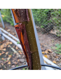 Betula utilis subsp. albosinensis Cacao (20lt)