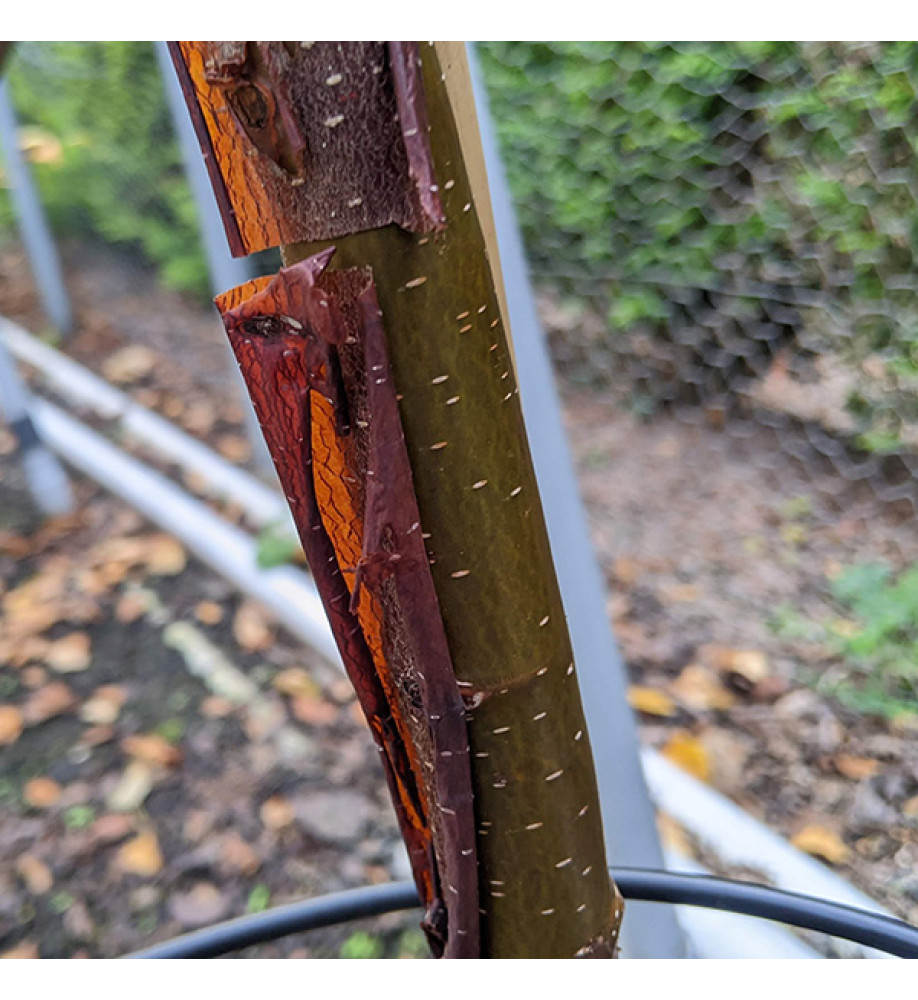 Betula utilis subsp. albosinensis Cacao (20lt)