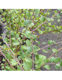 Betula nana (10lt)